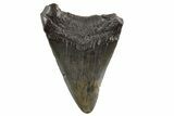 Juvenile Megalodon Tooth - South Carolina #325230-1